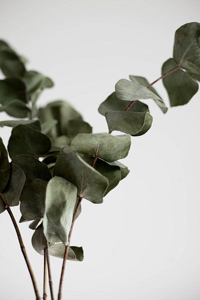 eucalyptus par Melanie Schat