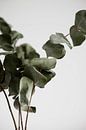 Eukalyptus von Melanie Schat Miniaturansicht
