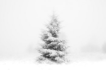 WINTER', Bäume im Nebel. Schwarz-Weiß-Fotografie.