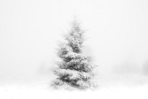 'WINTER', bomen in de mist. Zwart-wit fotografie.