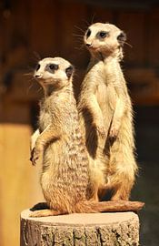 Zwei Erdmännchen von Wiltrud Schwantz