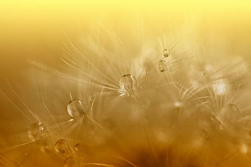 Paardenbloem met dauwdruppels in camel/goud/bruin