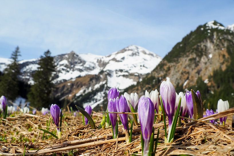 Vilsalpsee in het Tannheimer Tal - een betoverend bergmeer met heldere kleuren, een vredige sfeer en een indrukwekkend Tirools bergdecor. van Miriam Schwarzfischer Fotografie