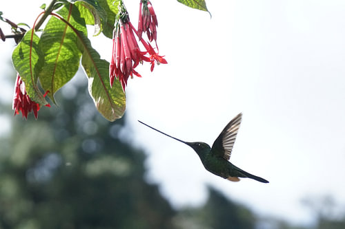 Hummingbird in action