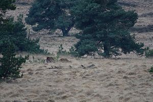 Zwei Hirsche in der Natur
