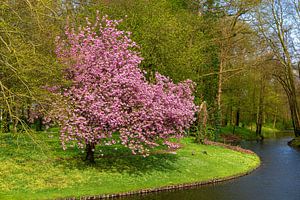 Cerisier ornemental japonais à Achterhoek, Gelderland, Pays-Bas