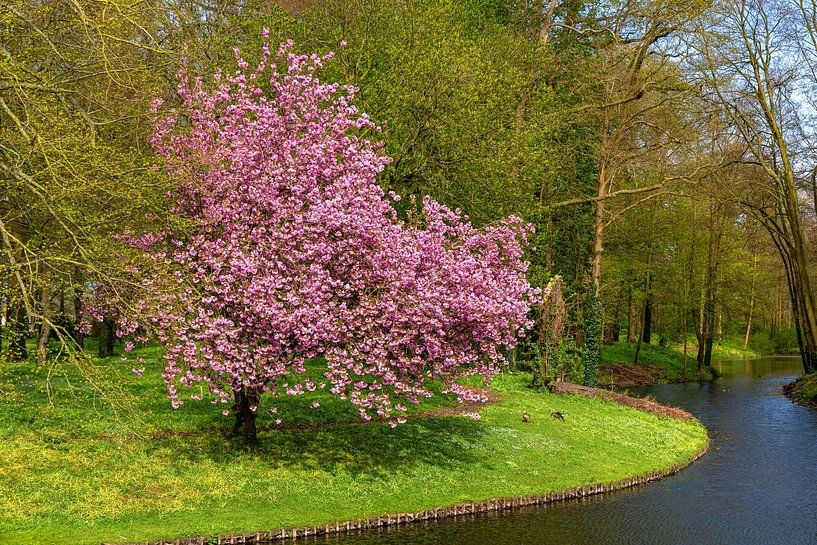 Japanse sierkers in de Gelderse Achterhoek, Nederland van Adelheid Smitt