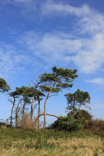 Wind escapades by Ostsee Bilder