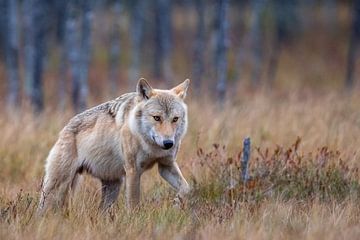 Wolf Finland van Han Peper