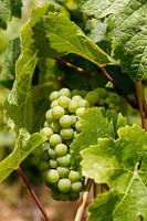 The Grapevine