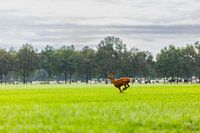 Playful Little Deer in the Meadow