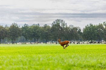Verspielte kleine Hirsche auf der Wiese