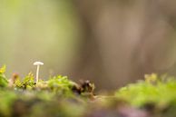 Ein kleiner Pilz im Wald von Marcel Derweduwen Miniaturansicht