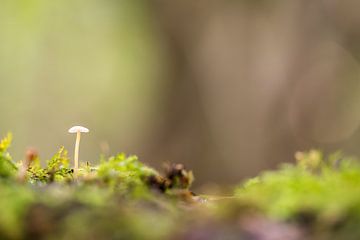 Een klein paddenstoel in het bos