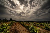 Vines