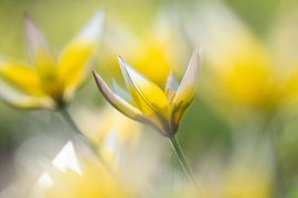 Wilde Tulpen
