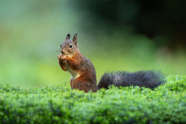 Eichhörnchen von Wim Wilmers