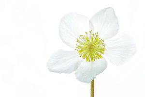 Weihnachtsrose (Helleborus niger) mit weißem Hintergrund