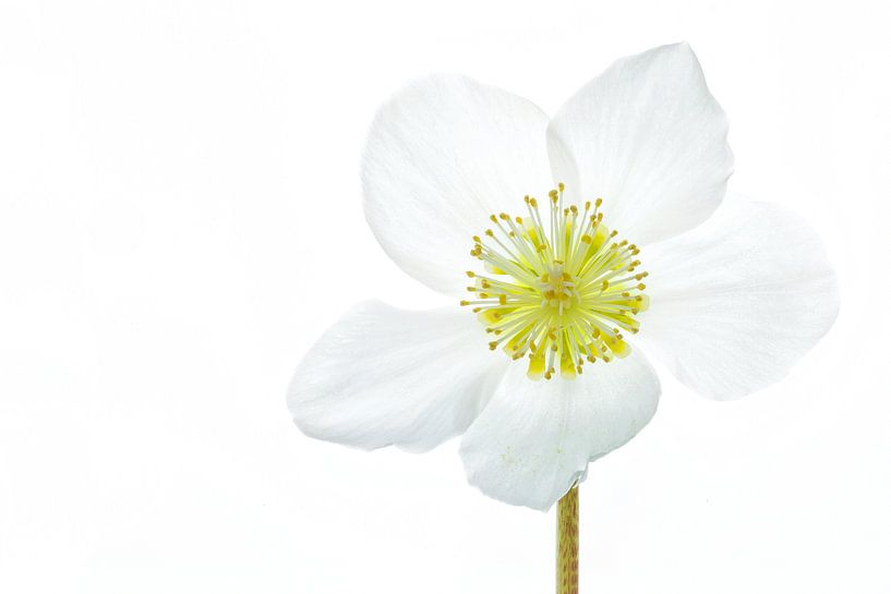 Rose de Noël (Helleborus niger) sur fond blanc par Carola Schellekens