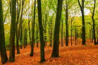 Herbsttag in einem Buchenwald am Veluwezoom von Sjoerd van der Wal Fotografie Miniaturansicht