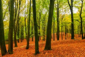 Herfstdag in een beukenbos in de Veluwezoom van Sjoerd van der Wal Fotografie