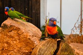 Lori multicolore's sur Betty Verheij