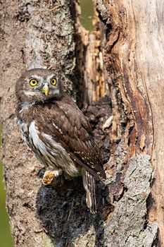 Dwarf owl