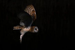 Fliegende Schleiereule.