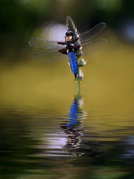 At the garden pond - Flatbellied dragonfly by Christine Nöhmeier