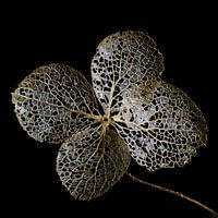 Hydrangea Leaf