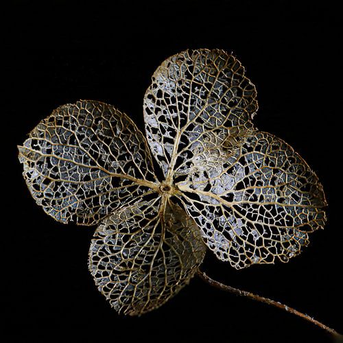 Hortensiablaadje goud