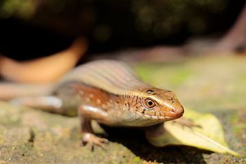 Skink sur Bartholda Lucas