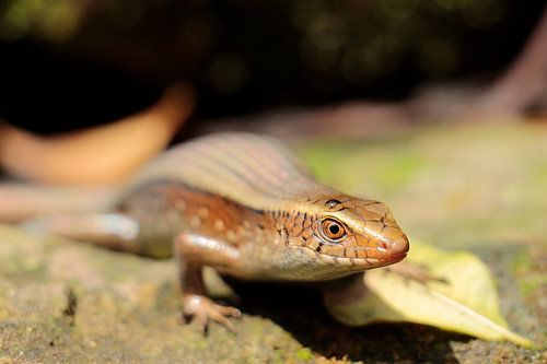 Skink