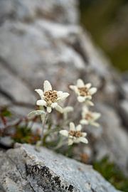 Edelweiss in de Dolomieten van Leo Schindzielorz