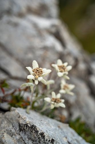 Edelweiss in de Dolomieten