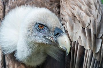 Le vautour fauve - Gyps fulvus charognard par excellence