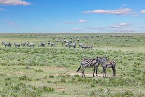 Zebra Herde