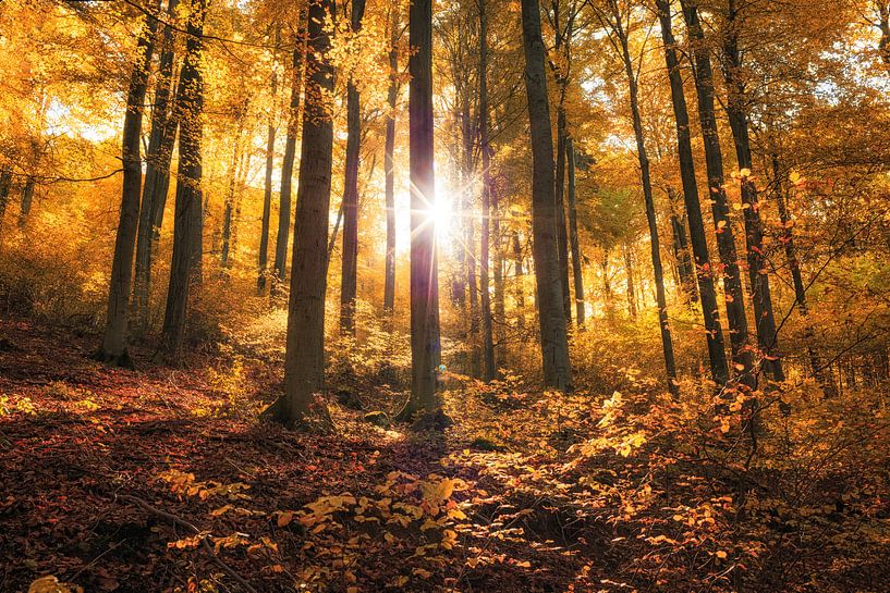 Un automne doré dans la forêt de hêtres par Oliver Henze