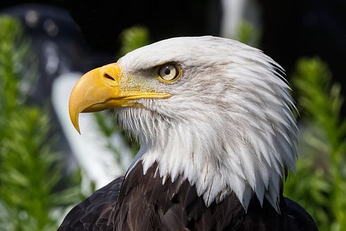 Amerikaanse Zeearend geportretteerd van Robert Jan Smit