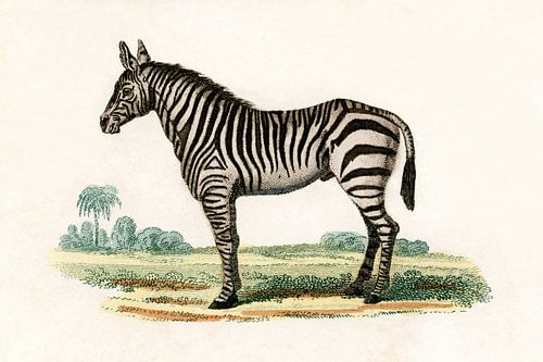 Zebra 1800