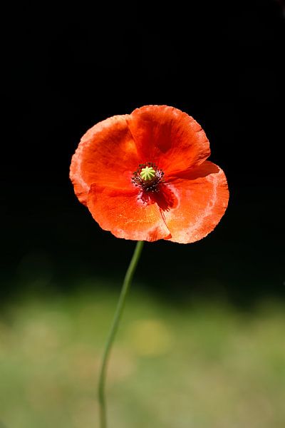 Mohnblume von Evelien Bauwens