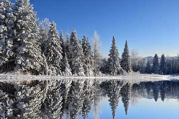 Erster Schnee im Wald von Claude Laprise