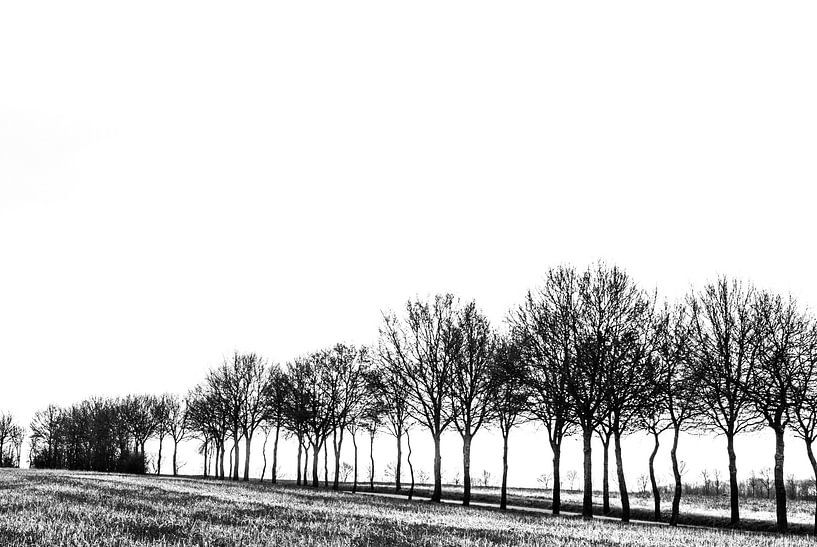 The row of trees by Norbert Sülzner
