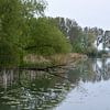 Ufer mit umgestürztem Baum im Wasser von FotoGraaG Hanneke