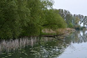 Banque avec arbre tombé dans l'eau