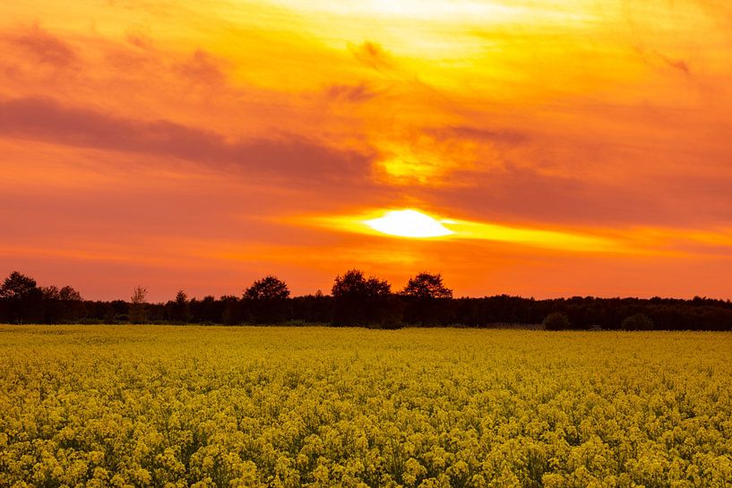 Rapeseed fields in the Netherlands. by Gert Hilbink