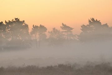 Buurserzand zonsopkomst van Petra De Jonge