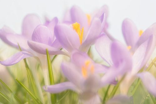 Crocuses