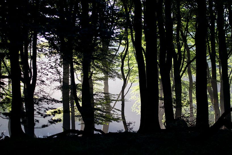 Trees in the morning light by rene marcel originals