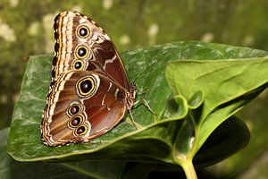 Blauwe Morpho vlinder von Antwan Janssen